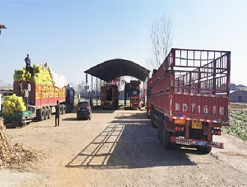 蔬菜批發基地裝車