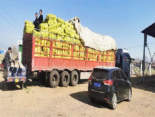 蔬菜批發裝車