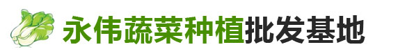 洋蔥批發-白菜批發-蘿卜批發-洛陽汝州洋蔥白菜蘿卜批發-永偉蔬菜種植批發基地